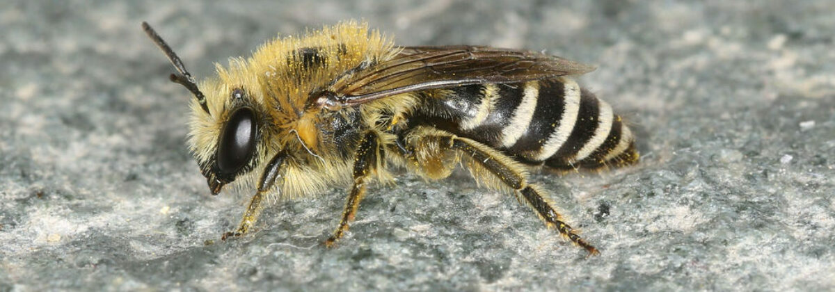 colletes davianus