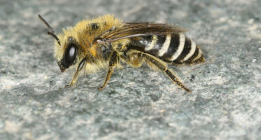 colletes davianus