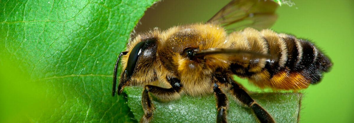 megachile