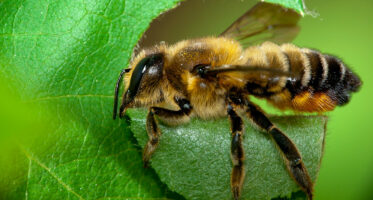 megachile