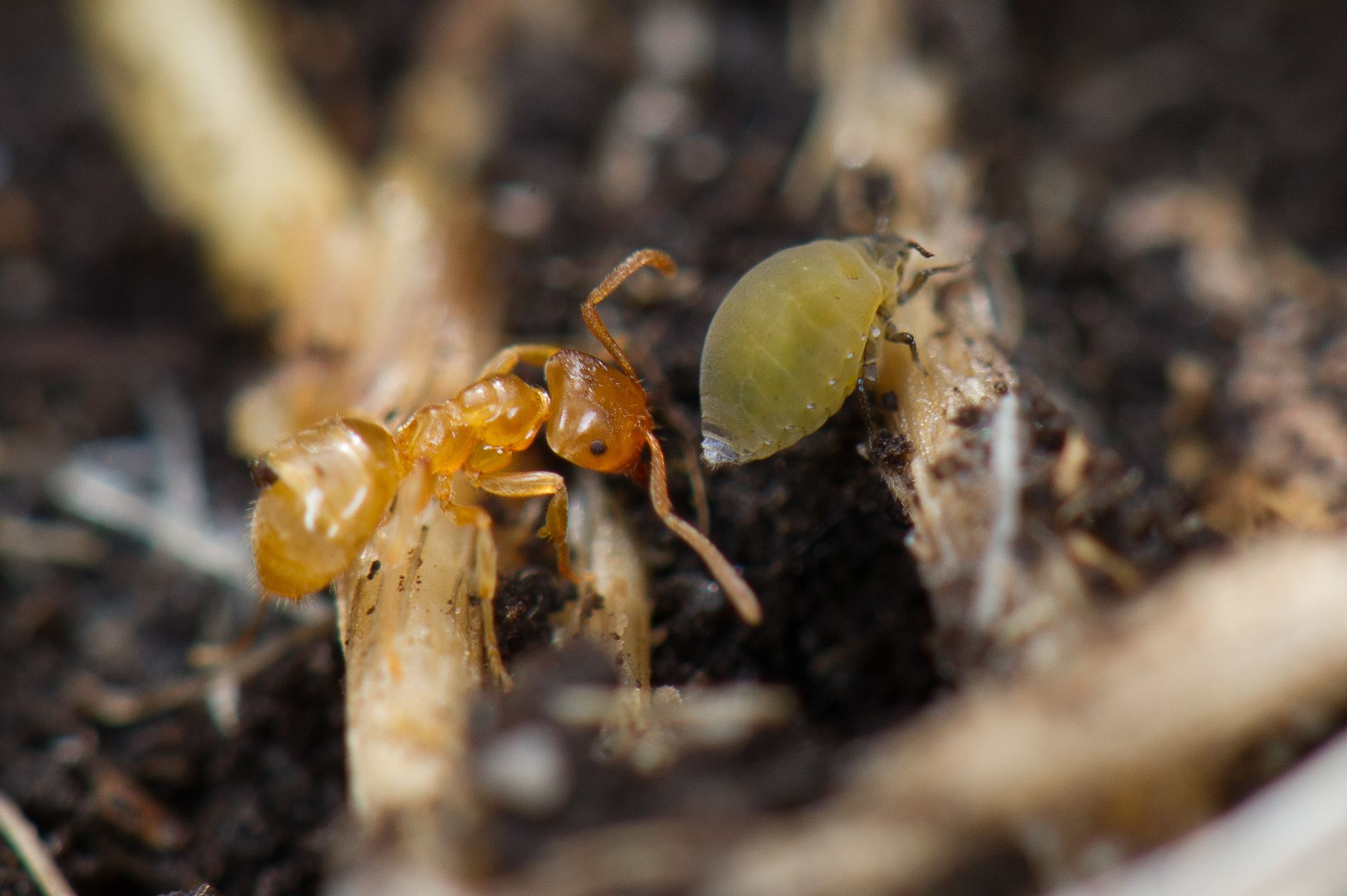 Gele Mieren In De Tuin