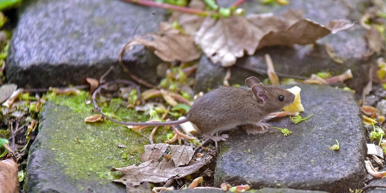 Kopen Van Muizen En Ratten Door Particulieren Verboden Kad 8521