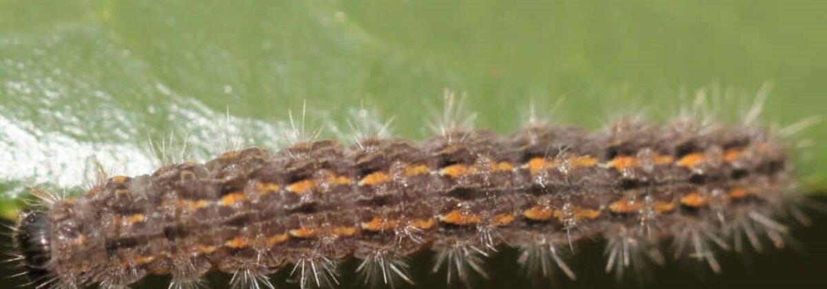 Eilema caniola caterpillar (© Slimguy)