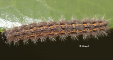 Eilema caniola caterpillar (© Slimguy)