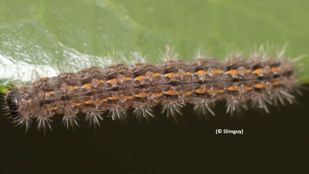 Eilema caniola caterpillar (© Slimguy)