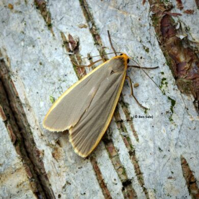 Eilema lurideola (© Ben Sale)