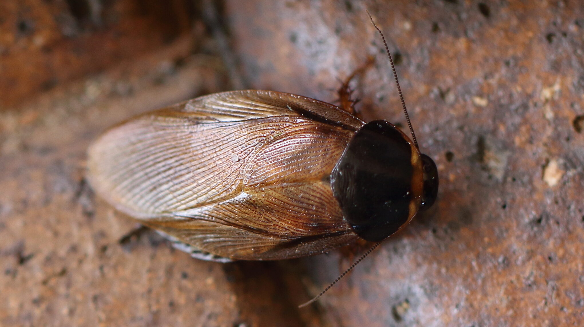 Surinaamse kakkerlak - Pycnoscelus_surinamensis (PublicDomain)