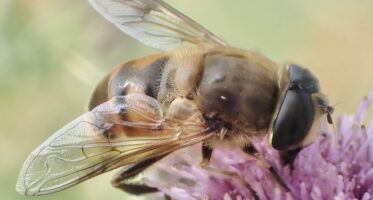 blinde bij (Eristalis tenax) [CC0]