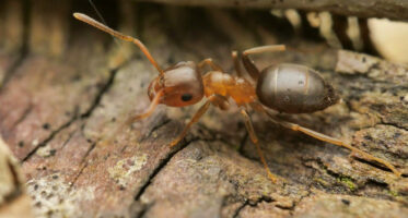 boommier (lasius brunneus) [CC0]