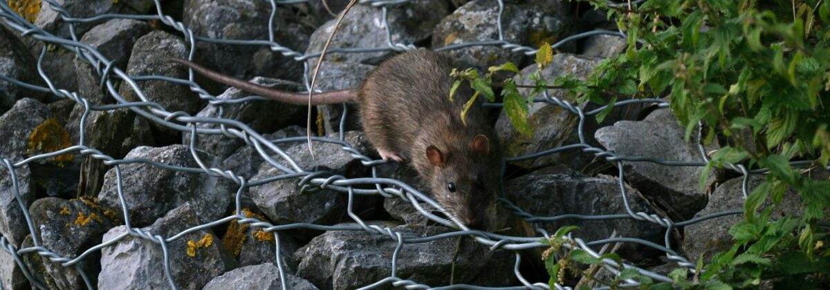 bruine rat (Rattus norvegicus) op stenen [CC0]