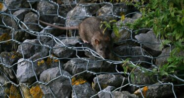 bruine rat (Rattus norvegicus) op stenen [CC0]