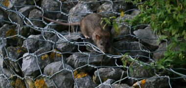 bruine rat (Rattus norvegicus) op stenen [CC0]