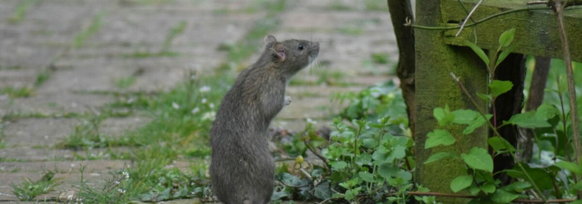 bruine rat (Rattus norvegicus) staand [CC0]