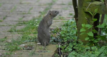 bruine rat (Rattus norvegicus) staand [CC0]