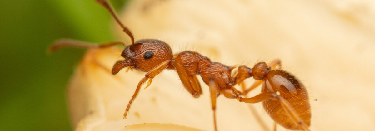 gewone steekmier (Myrmica rubra) [CC0]