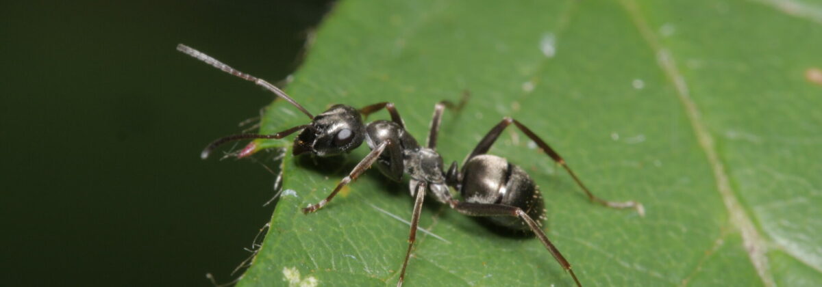 grauwzwarte renmier (Formica fusca) [CC0]