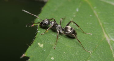 grauwzwarte renmier (Formica fusca) [CC0]