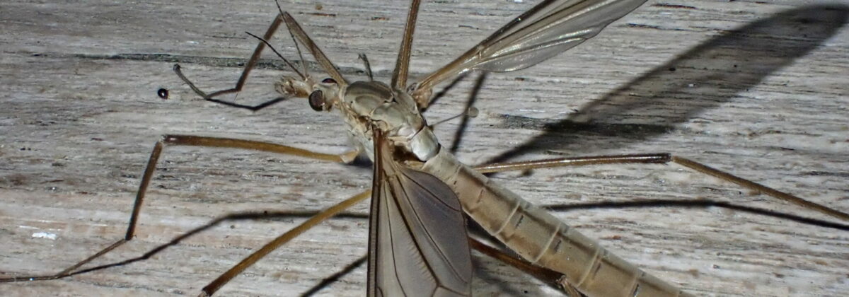 langpootmug (Tipula paludosa) [CC0]