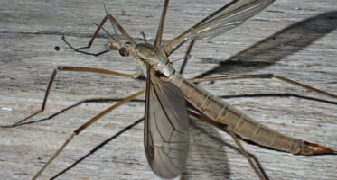 langpootmug (Tipula paludosa) [CC0]