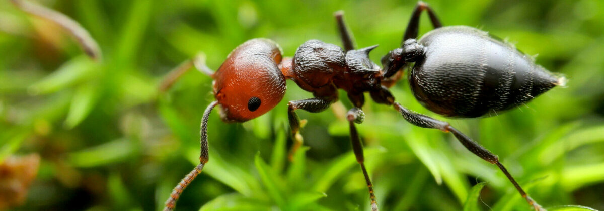 rode schorpioenmier (Crematogaster scuttelaris) [CC0]