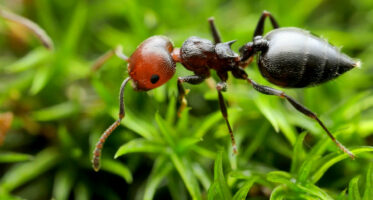 rode schorpioenmier (Crematogaster scuttelaris) [CC0]