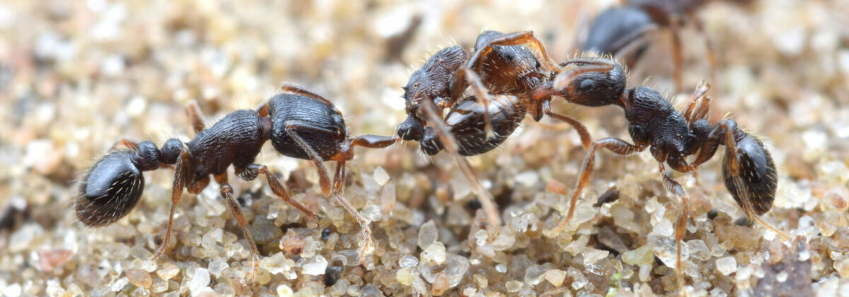 zwarte zaadmier (Tetramorium caespitum) [CC0]