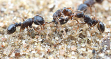 zwarte zaadmier (Tetramorium caespitum) [CC0]