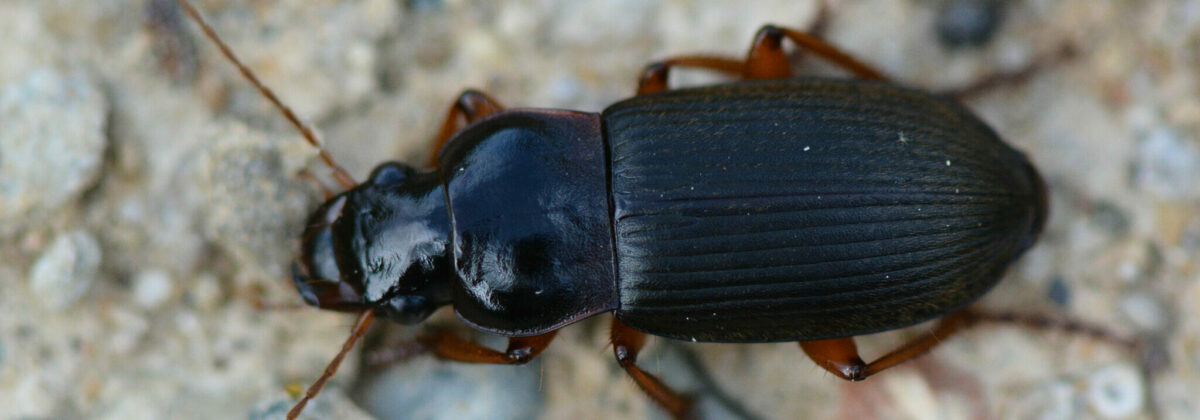 aardbeiloopkever (Harpalus rufipes) [CC0]