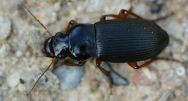 aardbeiloopkever (Harpalus rufipes) [CC0]