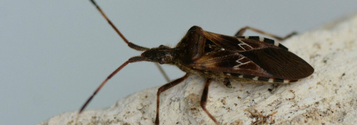 bladpootrandwants (Leptoglossus occidentalis)