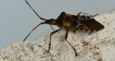 bladpootrandwants (Leptoglossus occidentalis)