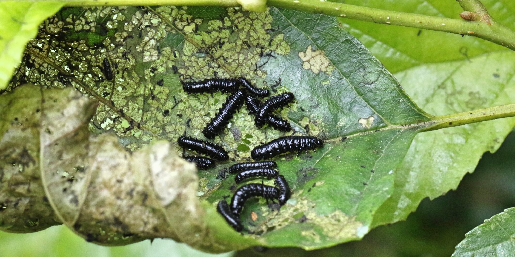 elzenhaantje larven (Agelastica alni)