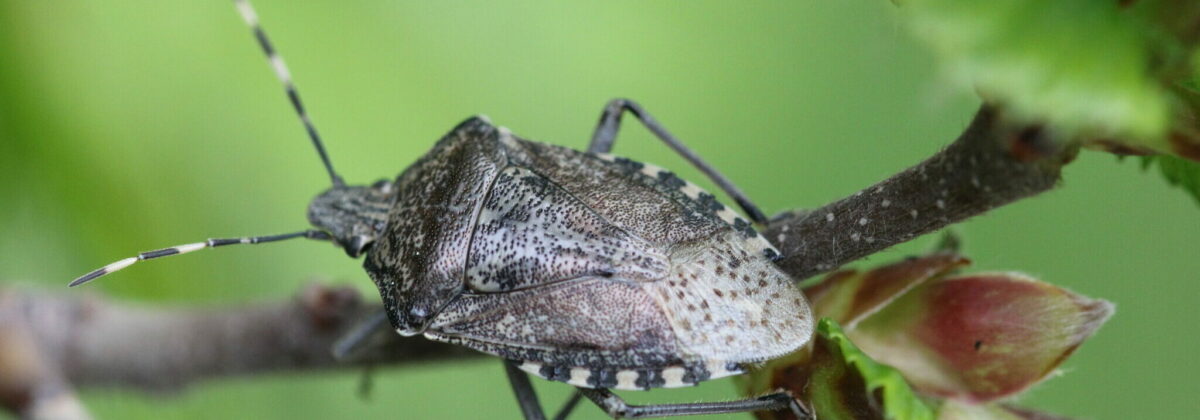 grauwe schildwants (Rhaphigaster nebulosa)