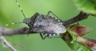 grauwe schildwants (Rhaphigaster nebulosa)