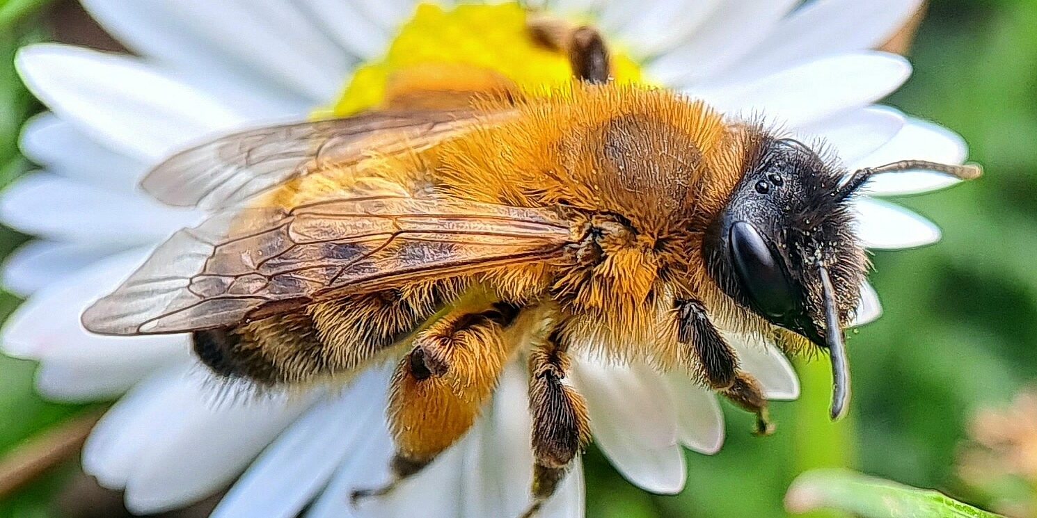 zwartbronzen zandbij (Andrena nigroaenea)